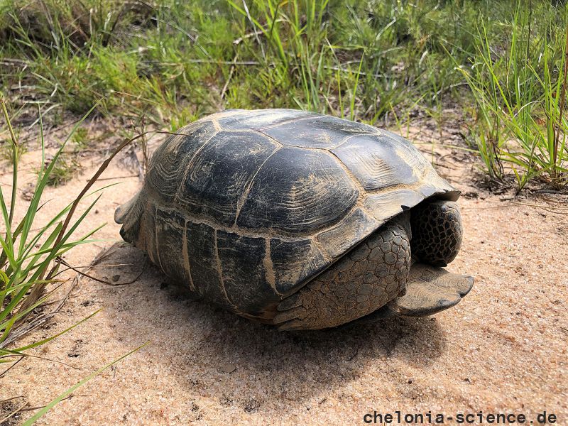 Georgia-Gopherschildkröte, Gopherus polyphemus, – © Brian Folt Georgia-Gopherschildkröte, Gopherus polyphemus, – © Brian Folt
