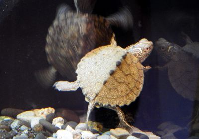 Graptemys pseudogeographica kohnii – Mississippi-Höckerschildkröte