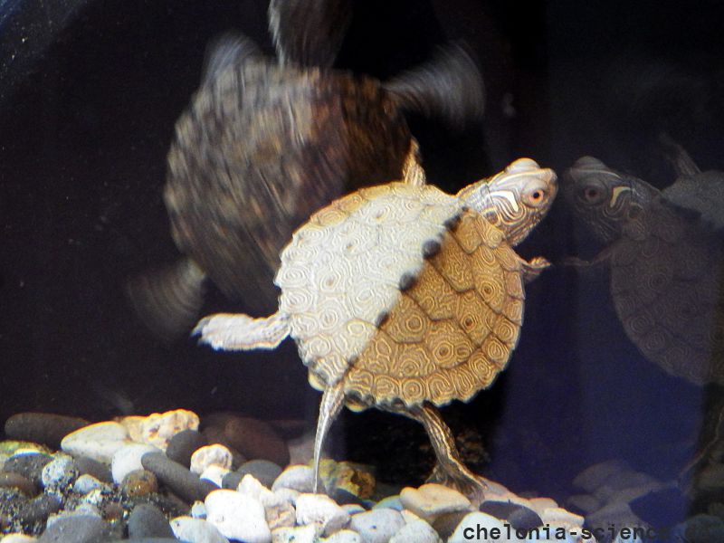 Mississippi-Höckerschildkröte, Graptemys pseudogeographica kohnii, – © Hans-Jürgen Bidmon Mississippi-Höckerschildkröte, Graptemys pseudogeographica kohnii, – © Hans-Jürgen Bidmon