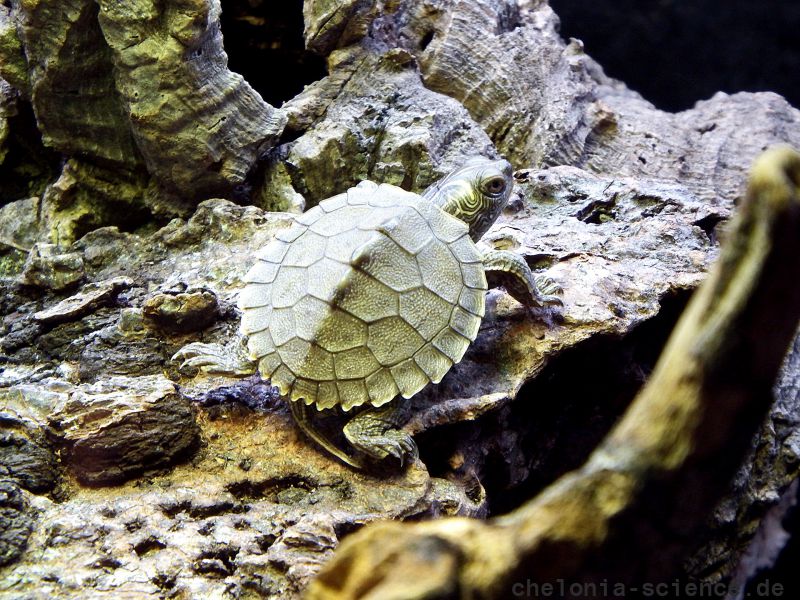 Missouri-Höckerschildkröte, Graptemys pseudogeographica pseudogeographica, – © Hans-Jürgen Bidmon Missouri-Höckerschildkröte, Graptemys pseudogeographica pseudogeographica, – © Hans-Jürgen Bidmon