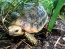 Gelbkopfschildkröte, Indotestudo elongata, mit Radiotransmitter im Habitat – © Matthew Ward Gelbkopfschildkröte, Indotestudo elongata, mit Radiotransmitter im Habitat – © Matthew Ward