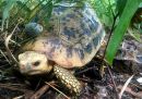Gelbkopfschildkröte, Indotestudo elongata, mit Radiotransmitter im Habitat – © Matthew Ward Gelbkopfschildkröte, Indotestudo elongata, mit Radiotransmitter im Habitat – © Matthew Ward