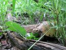 Gelbkopfschildkröte, Indotestudo elongata, mit Radiotransmitter frisst Blätter – © Matthew Ward Gelbkopfschildkröte, Indotestudo elongata, mit Radiotransmitter frisst Blätter – © Matthew Ward