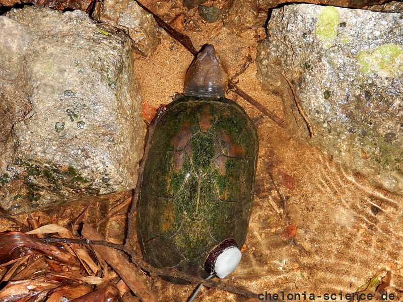 Jalisco-Klappschildkröte, Kinosternon chimalhuaca, – © Taggert G. Butterfield Jalisco-Klappschildkröte, Kinosternon chimalhuaca, – © Taggert G. Butterfield
