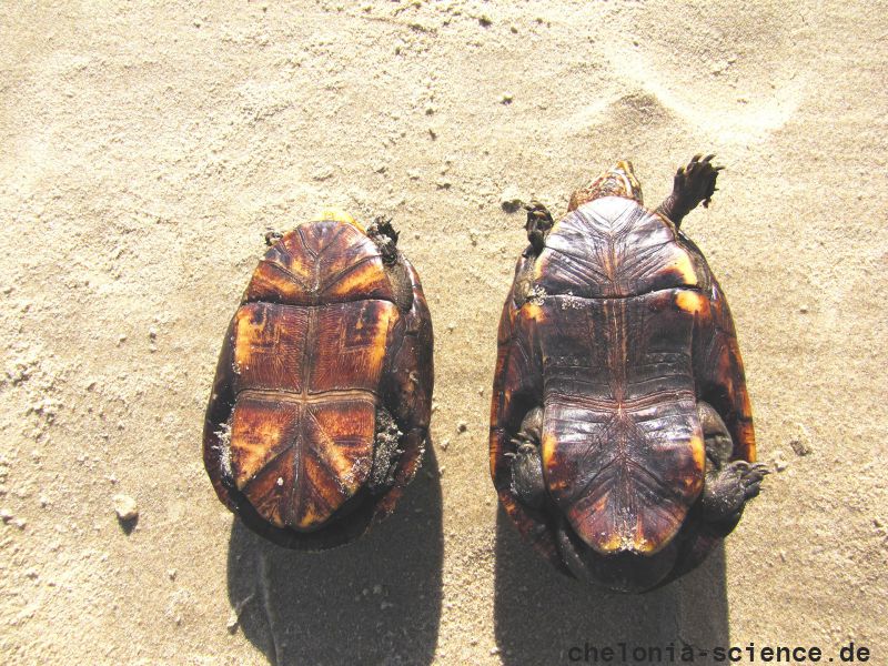 Plastron (Bauchpanzer) der Skorpions-Klappschildkröte, Kinosternon scorpioides, links ein männliches Tier, rechts ein Weibchen – © Larissa Barreto