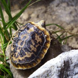 Spaltenschildkr&ouml;te, Malacochersus tornieri, Jungtier im Aufzuchtterrarium &ndash; &copy; Hans-J&uuml;rgen Bidmon