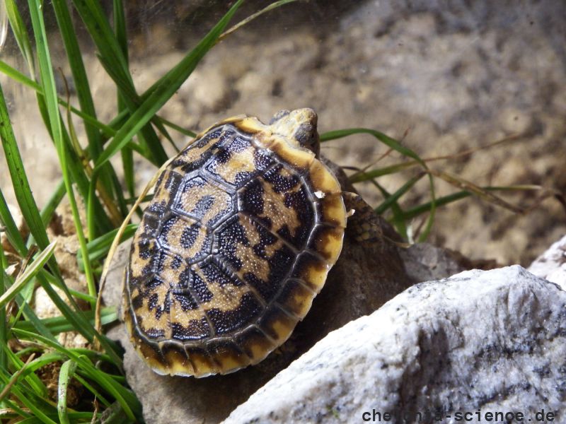Spaltenschildkröte, Malacochersus tornieri, Jungtier im Aufzuchtterrarium – © Hans-Jürgen Bidmon Spaltenschildkröte, Malacochersus tornieri, Jungtier im Aufzuchtterrarium – © Hans-Jürgen Bidmon