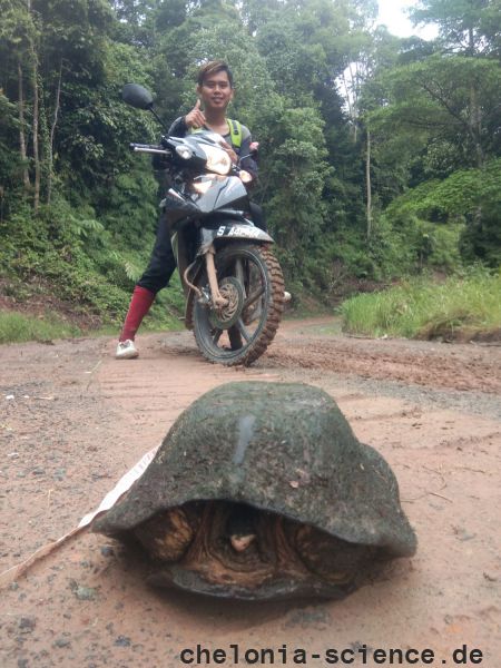 Malaiische Plattrücken-Schildkröte, Notochelys platynota, unser Forschungsassistent Tiou fand das Tier – © Sami Asad