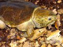 Großkopfschildkröte, Platysternon megacephalum, – © Hilmar Hufer Großkopfschildkröte, Platysternon megacephalum, – © Hilmar Hufer