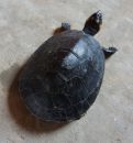 Terekay-Schienenschildkr&ouml;te, Podocnemis unifilis, ein juveniles Exemplar &ndash; &copy; Jos&eacute; Erickson