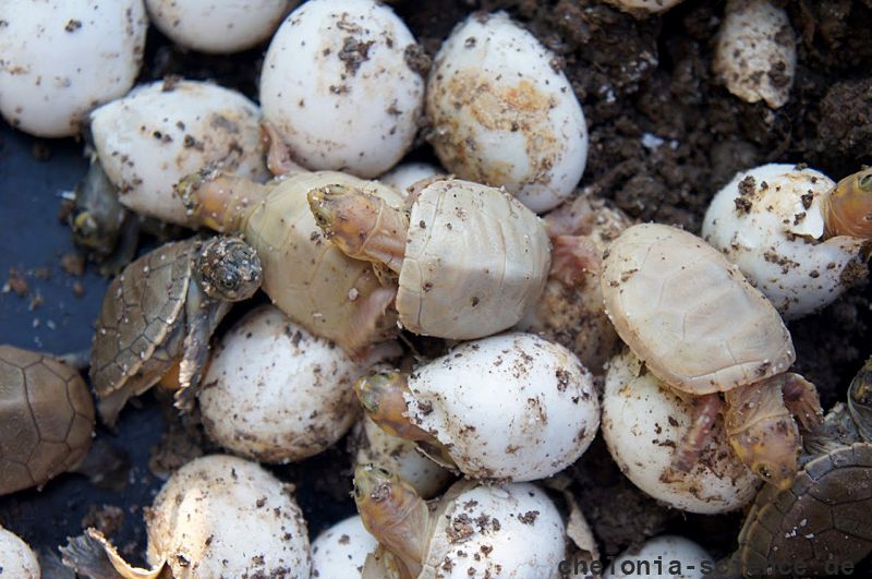 Terekay-Schienenschildkröte, Podocnemis unifilis, schlüpfen von Jungtieren mit Leuzismus aus einem Nest auf einer Lehmbank – © José Erickson Terekay-Schienenschildkröte, Podocnemis unifilis, schlüpfen von Jungtieren mit Leuzismus aus einem Nest auf einer Lehmbank – © José Erickson