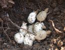 Terekay-Schienenschildkröte, Podocnemis unifilis, schlüpfen von Jungtieren mit Leuzismus aus einem Nest auf einer Lehmbank – © José Erickson