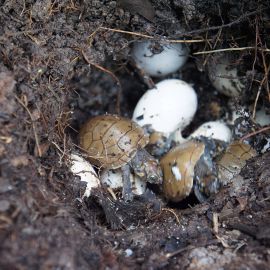 Terekay-Schienenschildkröte, Podocnemis unifilis, schlüpfen der Jungtiere aus einem Nest auf einer Lehmbank – © José Erickson
