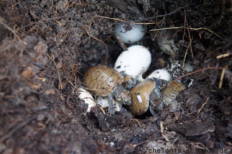 Terekay-Schienenschildkröte, Podocnemis unifilis, schlüpfen der Jungtiere aus einem Nest auf einer Lehmbank – © José Erickson Terekay-Schienenschildkröte, Podocnemis unifilis, schlüpfen der Jungtiere aus einem Nest auf einer Lehmbank – © José Erickson