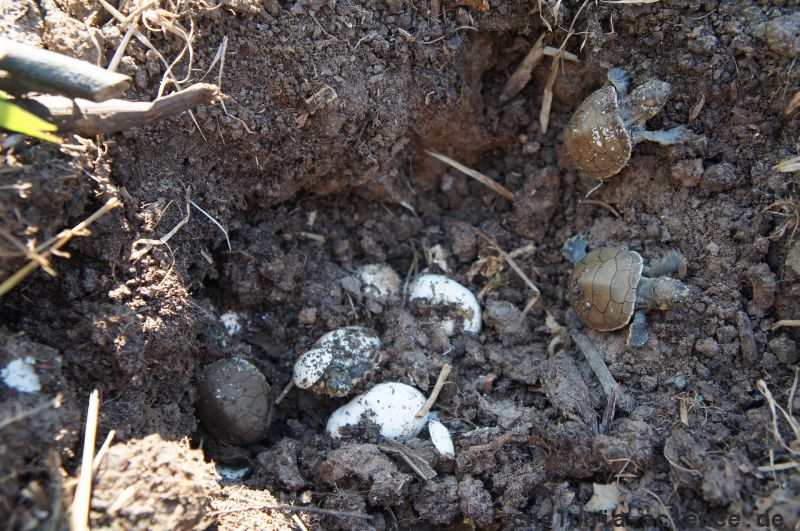 Terekay-Schienenschildkröte, Podocnemis unifilis, schlüpfen der Jungtiere aus einem Nest auf einer Lehmbank – © José Erickson Terekay-Schienenschildkröte, Podocnemis unifilis, schlüpfen der Jungtiere aus einem Nest auf einer Lehmbank – © José Erickson