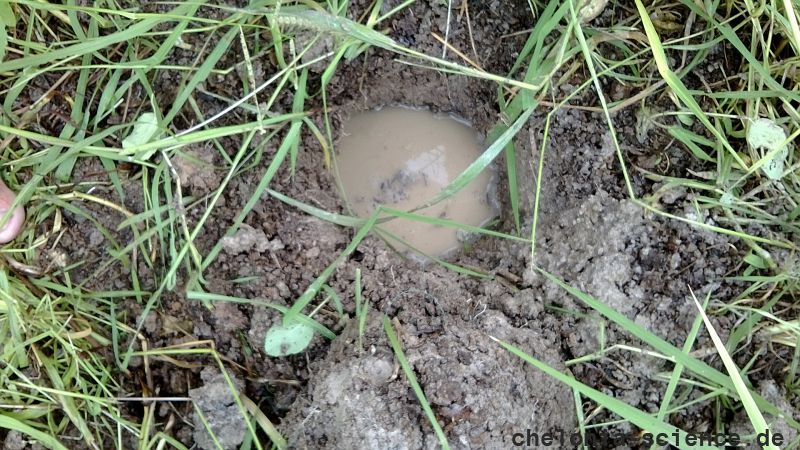 Terekay-Schienenschildkröte, Podocnemis unifilis, ein überflutetes Nest auf einer Lehmbank – © José Erickson Terekay-Schienenschildkröte, Podocnemis unifilis, ein überflutetes Nest auf einer Lehmbank – © José Erickson
