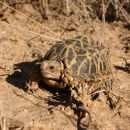 Nördliche Höcker-Landschildkröte, Psammobates tentorius verroxii, Fundort: Western Cape, South Africa – © Victor Loehr