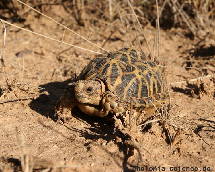 Nördliche Höcker-Landschildkröte, Psammobates tentorius verroxii, Fundort: Western Cape, South Africa – © Victor Loehr Nördliche Höcker-Landschildkröte, Psammobates tentorius verroxii, Fundort: Western Cape, South Africa – © Victor Loehr