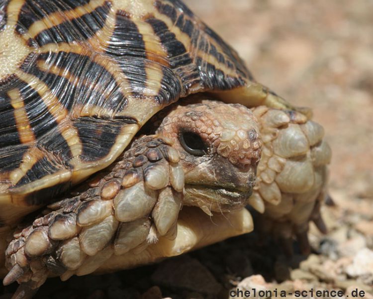 Nördliche Höcker-Landschildkröte, Psammobates tentorius verroxii, Fundort: Northern Cape, South Africa – © Victor Loehr Nördliche Höcker-Landschildkröte, Psammobates tentorius verroxii, Fundort: Northern Cape, South Africa – © Victor Loehr
