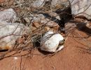 Nördliche Höcker-Landschildkröte, Psammobates tentorius verroxii, ein männliches Exemplar steckt im Zaun fest, Fundort: Western Cape, South Africa – © Victor Loehr