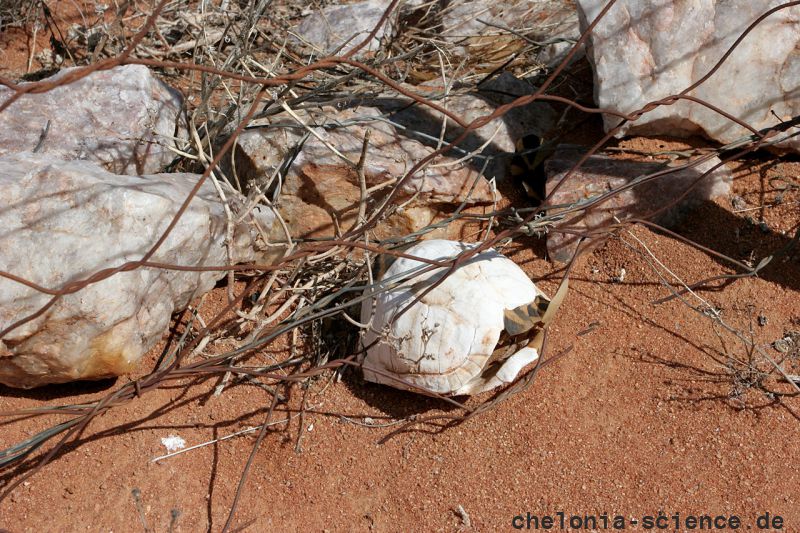 Nördliche Höcker-Landschildkröte, Psammobates tentorius verroxii, ein männliches Exemplar steckt im Zaun fest, Fundort: Western Cape, South Africa – © Victor Loehr Nördliche Höcker-Landschildkröte, Psammobates tentorius verroxii, ein männliches Exemplar steckt im Zaun fest, Fundort: Western Cape, South Africa – © Victor Loehr