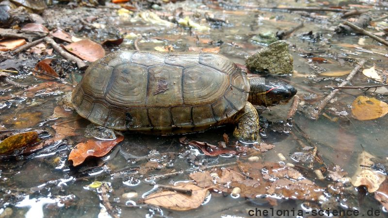 Gefurchte Erdschildkröte, Rhinoclemmys areolata, – © Francesca M. Cassola Gefurchte Erdschildkröte, Rhinoclemmys areolata, – © Francesca M. Cassola