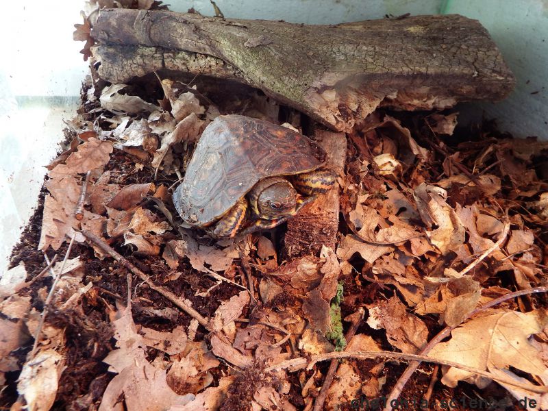 Costa-Rica-Pracht-Erdschildkröte, Rhinoclemmys pulcherrima manni, – © Hans-Jürgen Bidmon Costa-Rica-Pracht-Erdschildkröte, Rhinoclemmys pulcherrima manni, – © Hans-Jürgen Bidmon