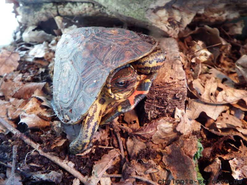 Costa-Rica-Pracht-Erdschildkröte, Rhinoclemmys pulcherrima manni, – © Hans-Jürgen Bidmon Costa-Rica-Pracht-Erdschildkröte, Rhinoclemmys pulcherrima manni, – © Hans-Jürgen Bidmon