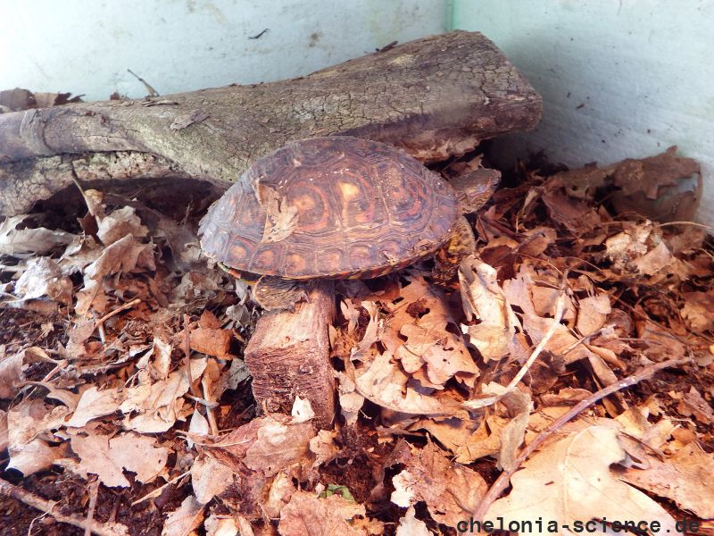 Costa-Rica-Pracht-Erdschildkröte, Rhinoclemmys pulcherrima manni, – © Hans-Jürgen Bidmon Costa-Rica-Pracht-Erdschildkröte, Rhinoclemmys pulcherrima manni, – © Hans-Jürgen Bidmon