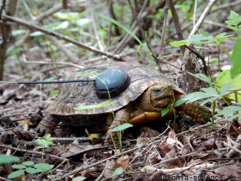 Rückenflecken-Erdschildkröte, Rhinoclemmys rubida, – © Taggert G. Butterfield Rückenflecken-Erdschildkröte, Rhinoclemmys rubida, – © Taggert G. Butterfield
