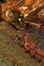 Chinesische Pfauenaugen-Sumpfschildkröte, Sacalia bealei, – © Yik-Hei Sung Chinesische Pfauenaugen-Sumpfschildkröte, Sacalia bealei, – © Yik-Hei Sung