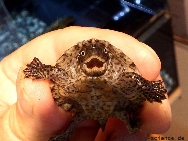 38+ Dach Moschusschildkröte Teich, Das aquarium ist zu klein und die
