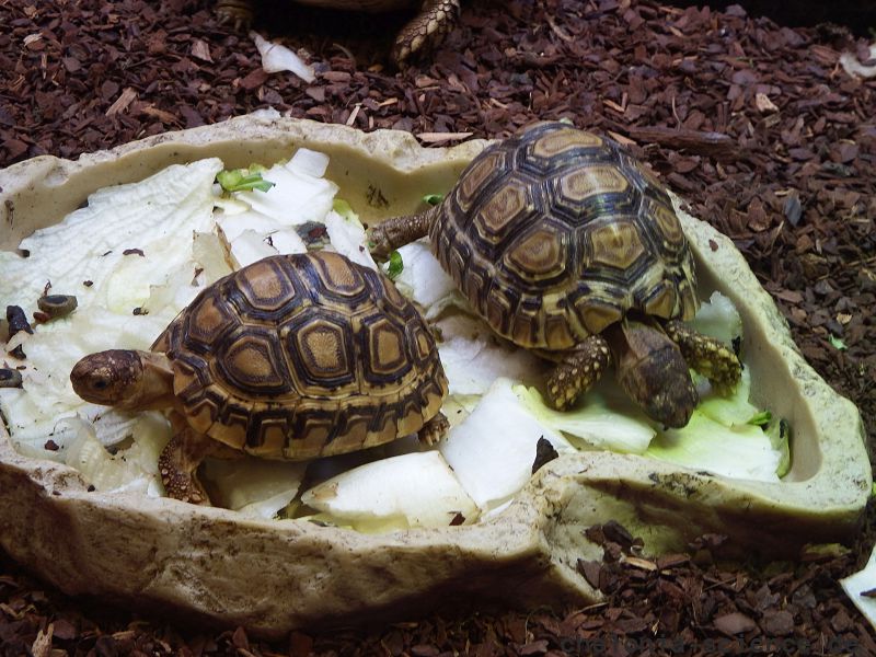 Pantherschildkröte, Stigmochelys pardalis, – © Hans-Jürgen Bidmon Pantherschildkröte, Stigmochelys pardalis, – © Hans-Jürgen Bidmon