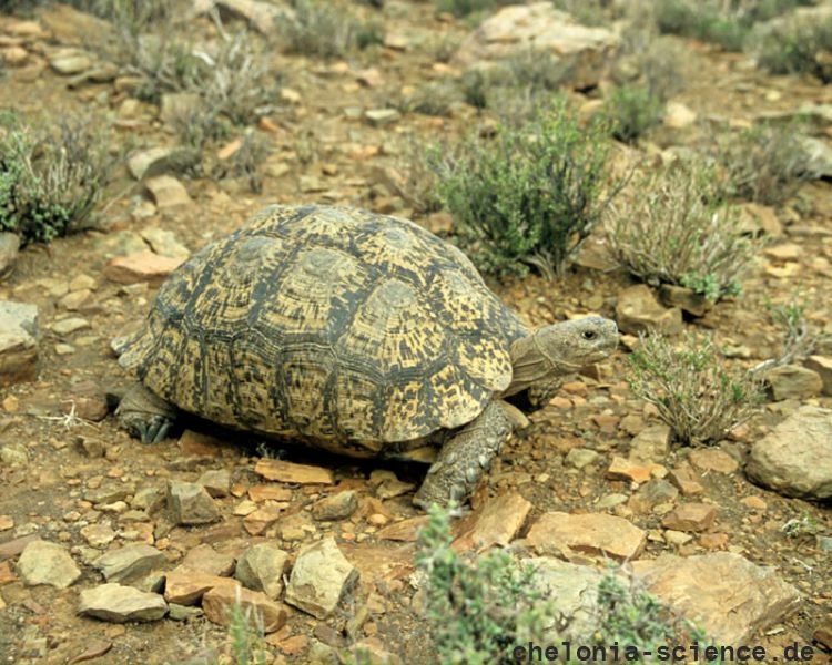 Pantherschildkröte, Stigmochelys pardalis, Fundort: Western Cape, South Africa – © Victor Loehr Pantherschildkröte, Stigmochelys pardalis, Fundort: Western Cape, South Africa – © Victor Loehr