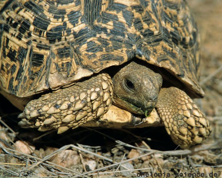 Pantherschildkröte, Stigmochelys pardalis, Fundort: Windhoek, Namibia – © Victor Loehr Pantherschildkröte, Stigmochelys pardalis, Fundort: Windhoek, Namibia – © Victor Loehr