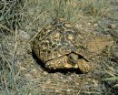 Pantherschildkröte, Stigmochelys pardalis, Fundort: Windhoek, Namibia – © Victor Loehr