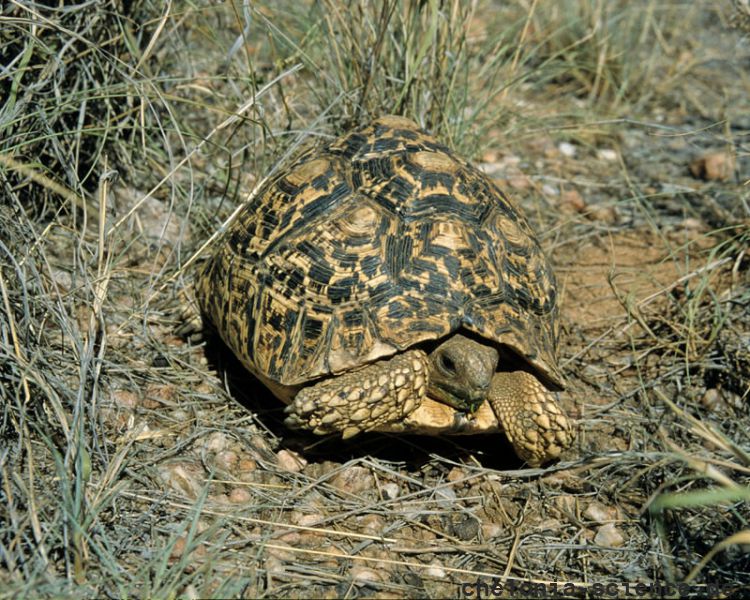 Pantherschildkröte, Stigmochelys pardalis, Fundort: Windhoek, Namibia – © Victor Loehr Pantherschildkröte, Stigmochelys pardalis, Fundort: Windhoek, Namibia – © Victor Loehr