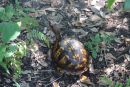 Carolina-Dosenschildkröte, Terrapene carolina, – © Hans-Jürgen Bidmon Carolina-Dosenschildkröte, Terrapene carolina, – © Hans-Jürgen Bidmon
