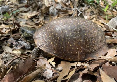 Terrapene nelsoni klauberi – Nördliche Tropfen-Dosenschildkröte