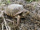 Schmuck-Dosenschildkröte, Terrapene ornata, – © Devin Edmonds