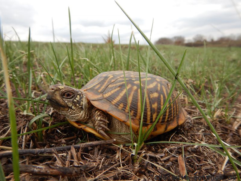 Schmuck-Dosenschildkröte, Terrapene ornata, – © Devin Edmonds Schmuck-Dosenschildkröte, Terrapene ornata, – © Devin Edmonds