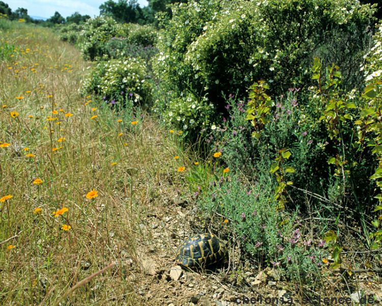 Italienische Landschildkröte, Testudo hermanni hermanni, Fundort: Catalunya, Spain – © Victor Loehr Italienische Landschildkröte, Testudo hermanni hermanni, Fundort: Catalunya, Spain – © Victor Loehr