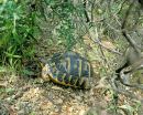 Italienische Landschildkröte, Testudo hermanni hermanni, Fundort: Catalunya, Spain – © Victor Loehr