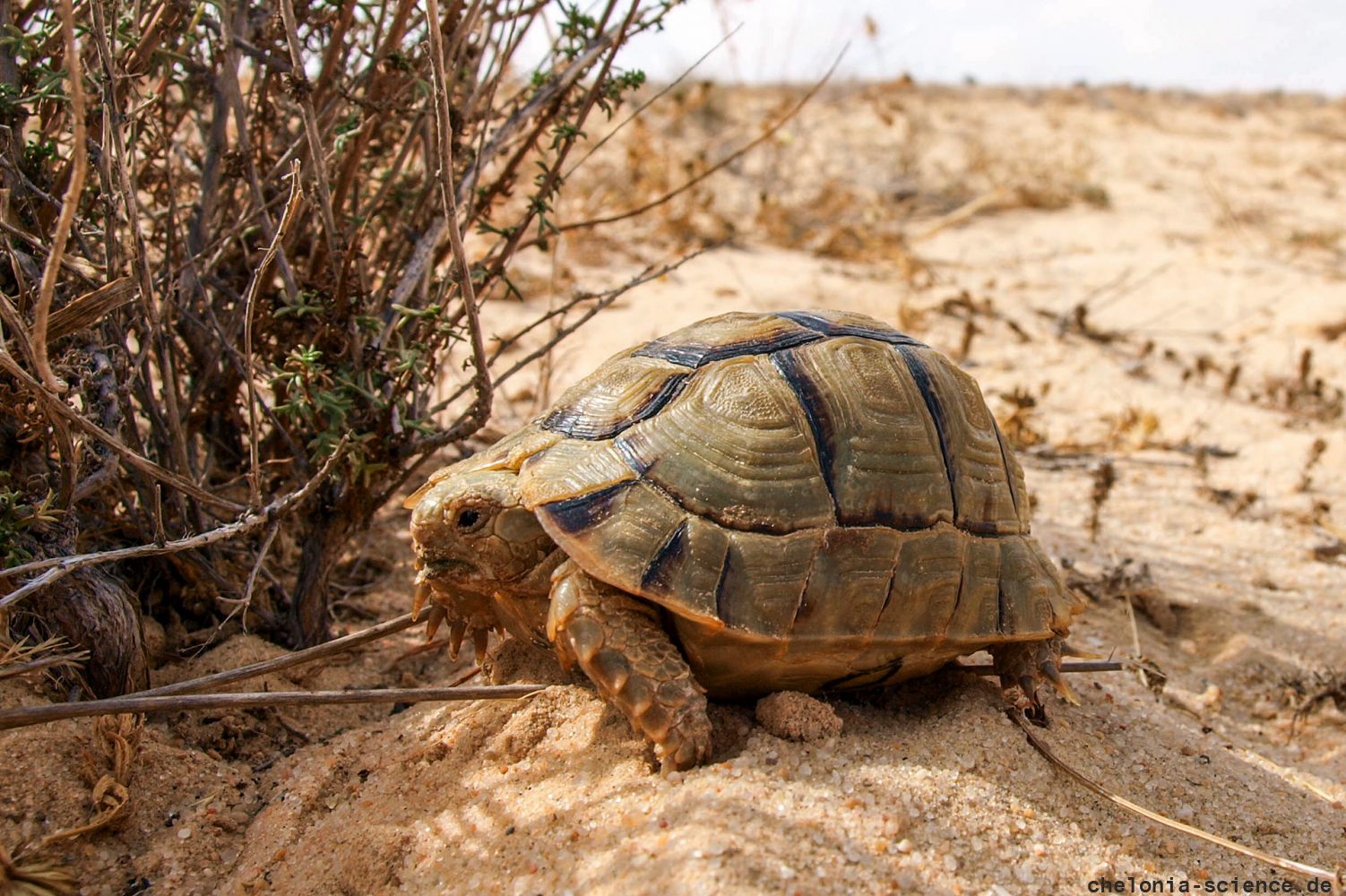 Ägyptische Landschildkröte, Testudo kleinmanni, – © Basim Rabia
