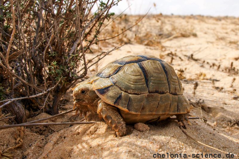 Ägyptische Landschildkröte, Testudo kleinmanni, – © Basim Rabia Ägyptische Landschildkröte, Testudo kleinmanni, – © Basim Rabia