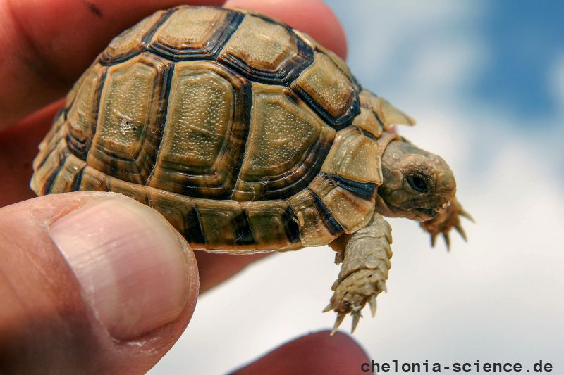 Ägyptische Landschildkröte, Testudo kleinmanni, – © Basim Rabia Ägyptische Landschildkröte, Testudo kleinmanni, – © Basim Rabia