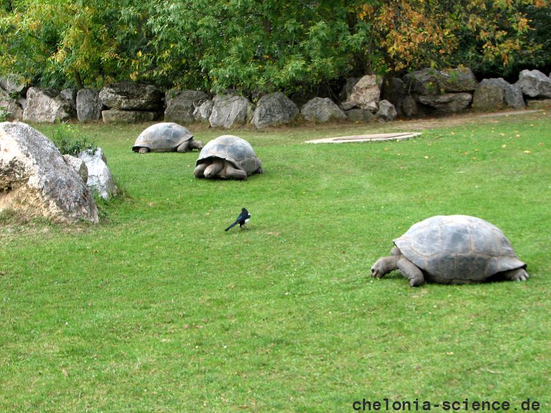 Aldabra-Riesenschildkröte, Aldabrachelys gigantea, – © Hans-Jürgen Bidmon Aldabra-Riesenschildkröte, Aldabrachelys gigantea, – © Hans-Jürgen Bidmon