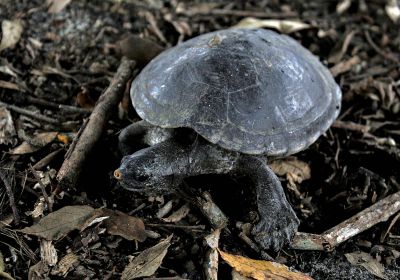 Tabascoschildkröte, Dermatemys mawii, – © Mariana Yanel Tovar de la Cruz