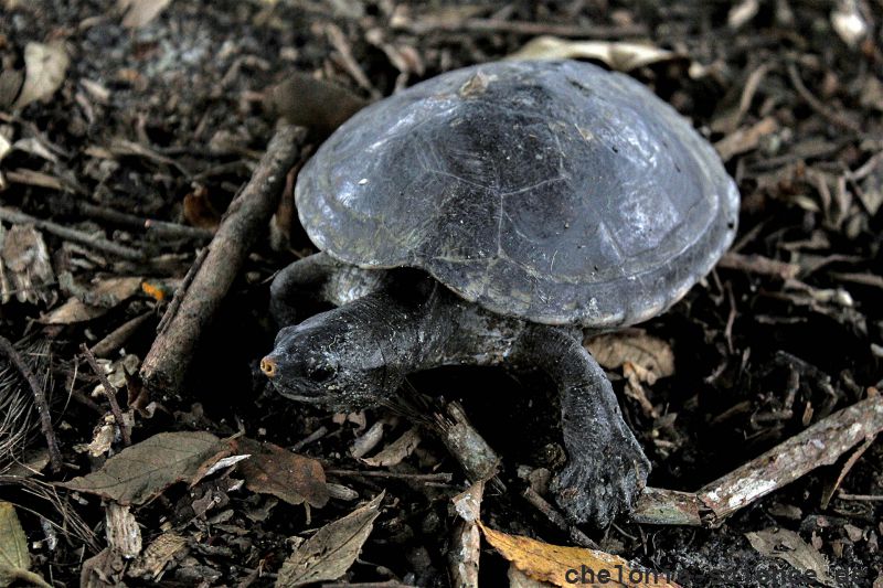Tabascoschildkröte, Dermatemys mawii, – © Yanel Tovar de la Cruz