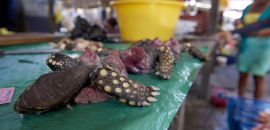 Iquitos-Fleischmarkt, Chelonoidis denticulata, – © Fernando Carniel Machado Iquitos-Fleischmarkt, Chelonoidis denticulata, – © Fernando Carniel Machado